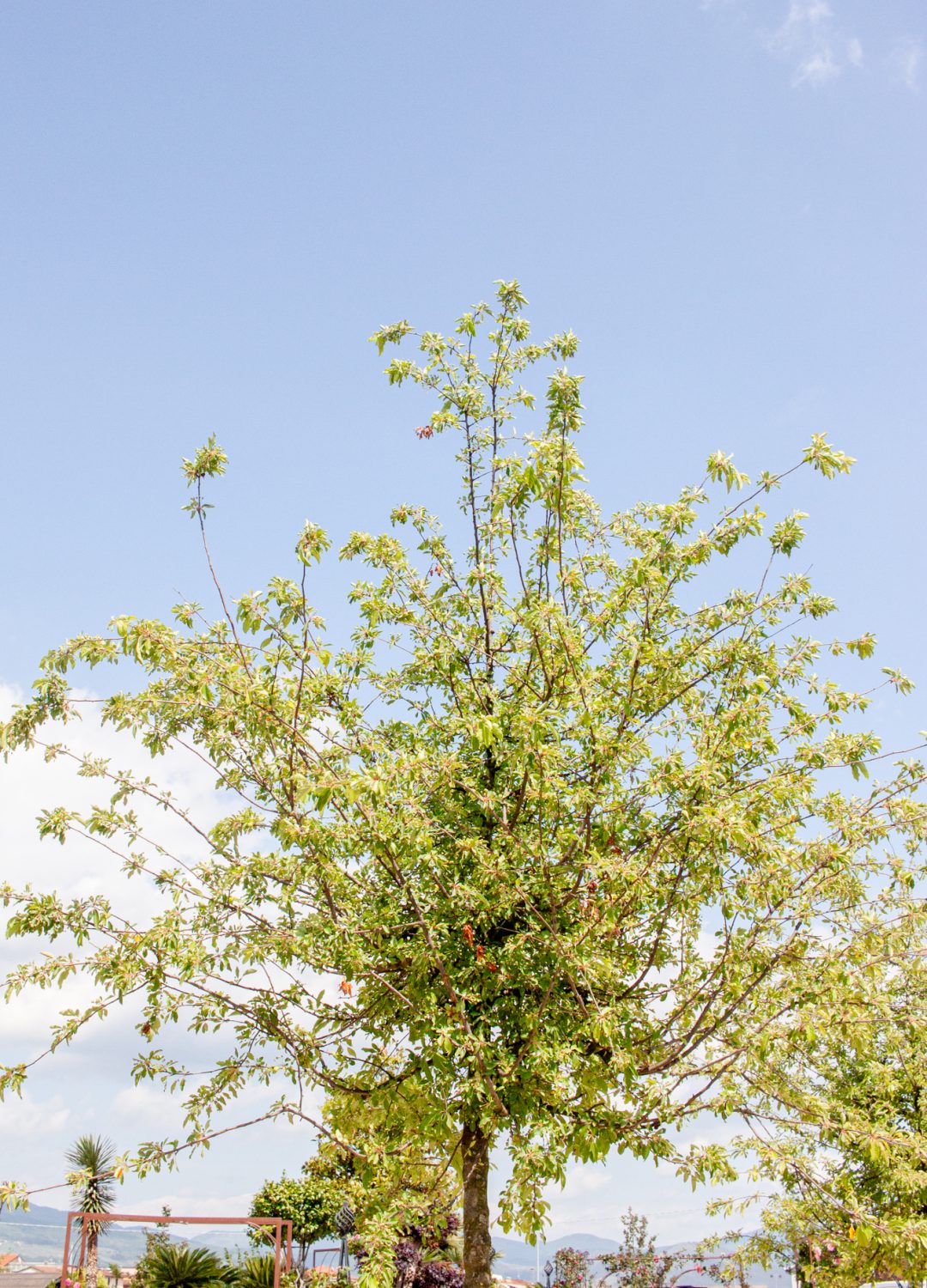 ACER SACCHARINUM(2) ACER SACCHARINUM(2)