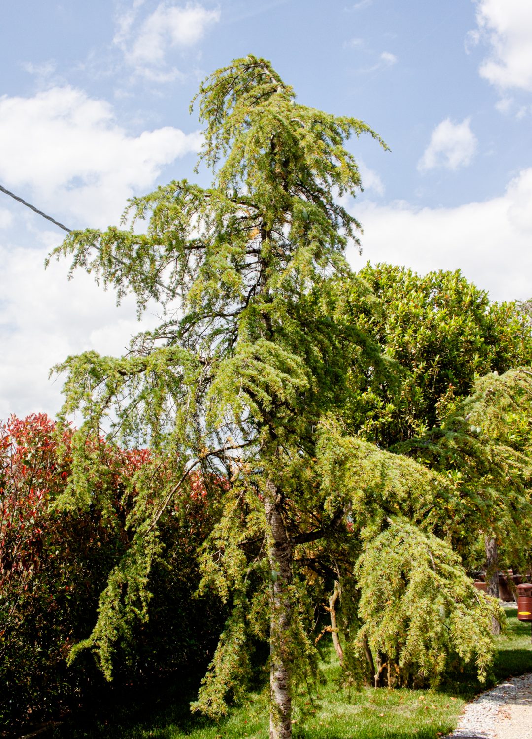 CEDRUS DEODARA PENDULA CEDRUS DEODARA PENDULA