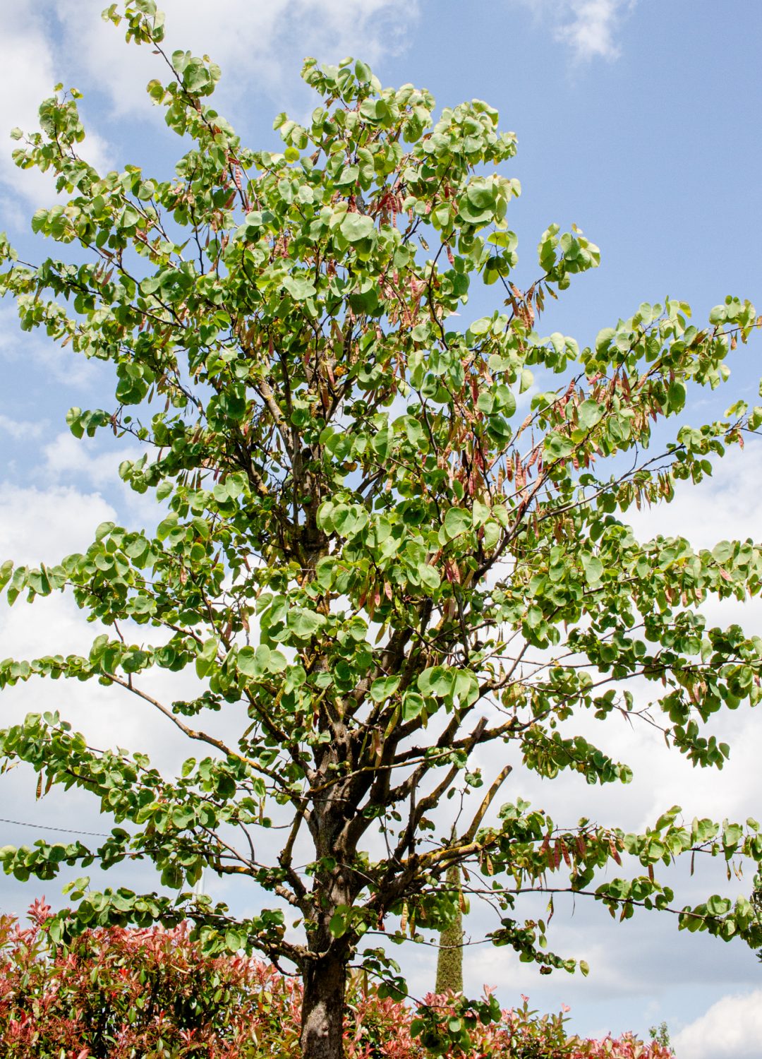CERCIS SILIQUASTRUM CERCIS SILIQUASTRUM