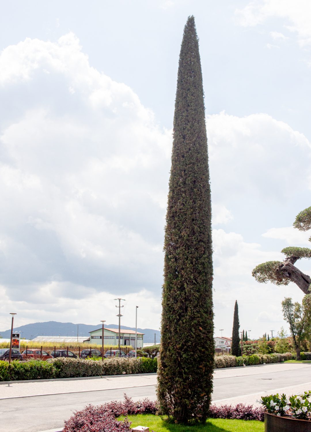CUPRESSUS SEMPERVIRENS BOLGHERI CUPRESSUS SEMPERVIRENS BOLGHERI