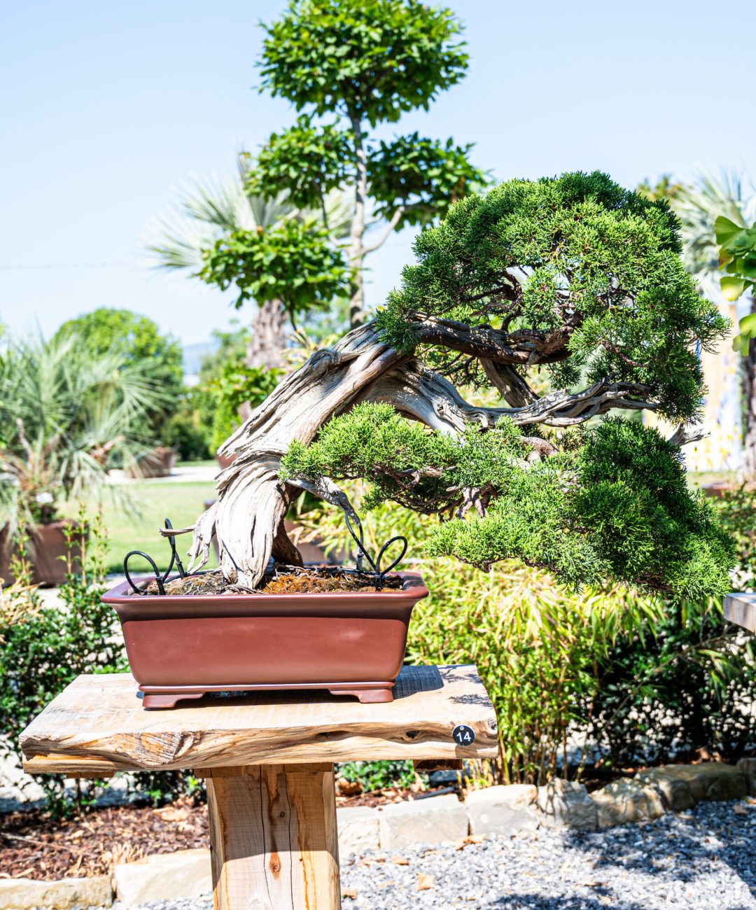 DSC_7005 (1)
