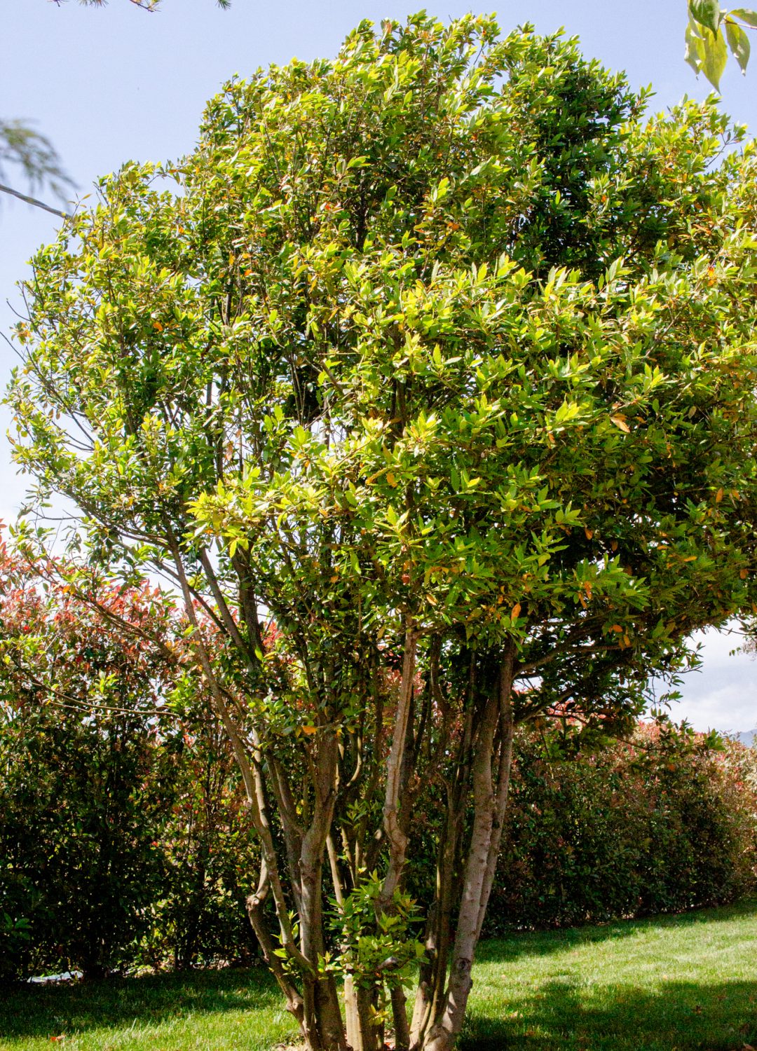 LAURUS NOBILIS LAURUS NOBILIS