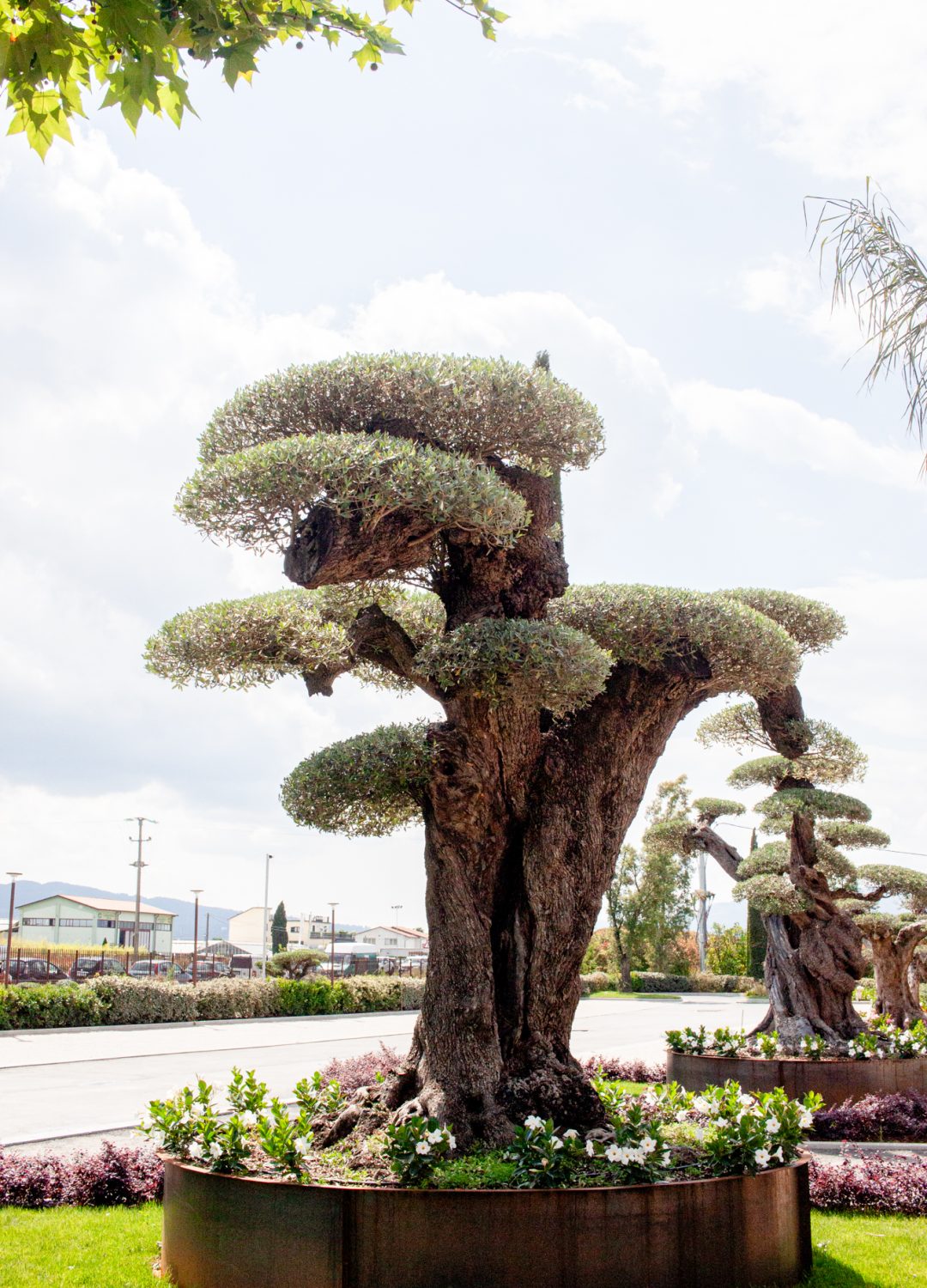 OLEA EUROPEA OLEA EUROPEA