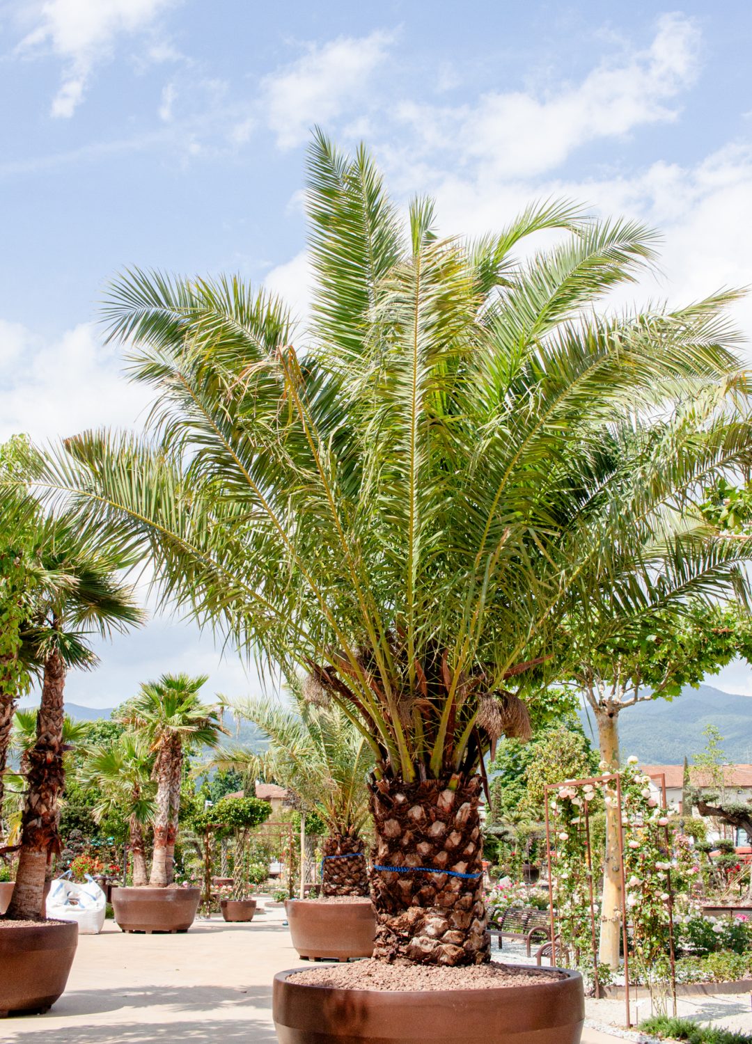 PHOENIX CANARIENSIS PHOENIX CANARIENSIS
