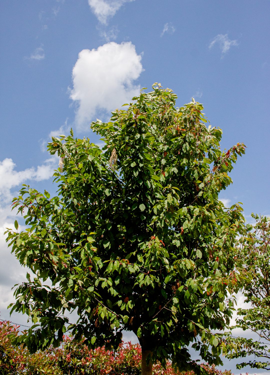 PRUNUS AVIUM PLENA(1) PRUNUS AVIUM PLENA(1)