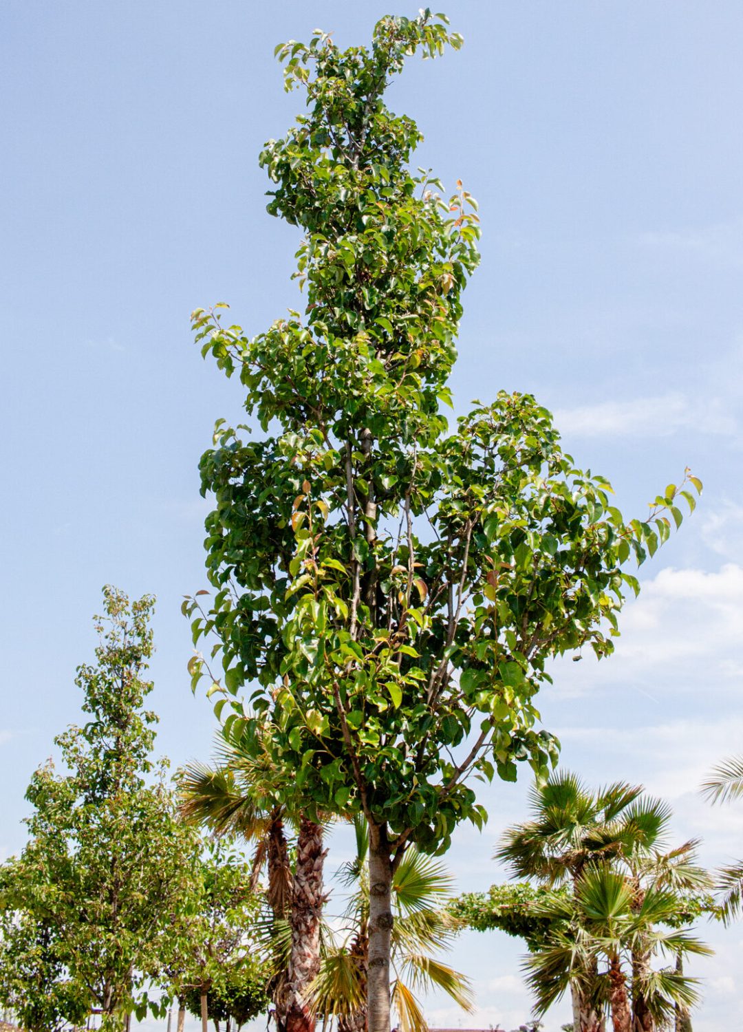 PYRUS CALLERYANA _CHANTICLEER_ PYRUS CALLERYANA _CHANTICLEER_
