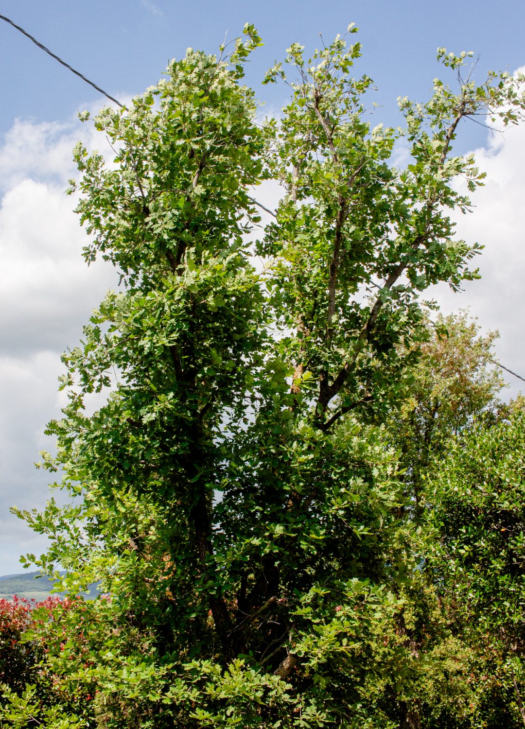 QUERCUS PUBESCENS QUERCUS PUBESCENS