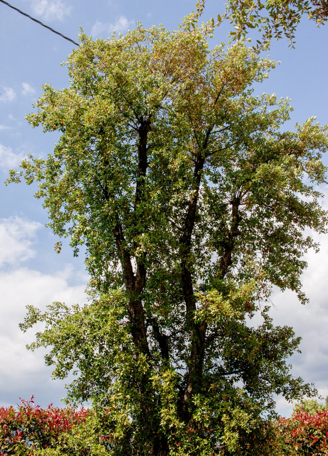 QUERCUS SUBER QUERCUS SUBER